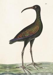 Opakowanie Karnet ST378 B6 + koperta Apteribis