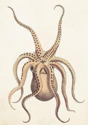 Opakowanie Karnet ST383 B6 + koperta Ośmiornica