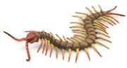 Opakowanie Centipede