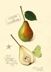 Opakowanie Karnet B6 z kopertą Gruszka