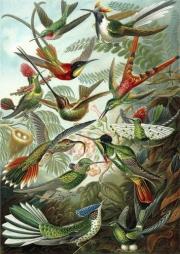 Opakowanie Karnet B6 z kopertą Kolibry