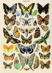 Opakowanie Karnet B6 z kopertą Motyle