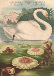 Opakowanie Karnet B6 z kopertą Urodziny Łabędź