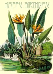 Opakowanie Karnet B6 z kopertą Urodziny Żaba