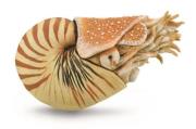 Opakowanie Nautilus Pompilius