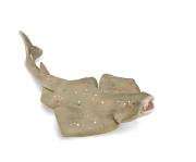 Opakowanie Angel Shark