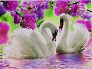 Opakowanie Diamentowa mozaika Łabędzie 60664