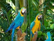 Opakowanie Diamentowa mozaika Papugi 60412