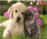 Opakowanie Diamentowa mozaika piesek i kotek NO-1008275