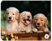 Opakowanie Diamentowa mozaika pieski szczeniaki labladora przy desce NO-1008306