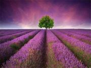 Opakowanie Diamentowa mozaika Pole lawendy 60732