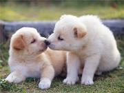 Opakowanie Diamentowa mozaika Szczeniaki 60386