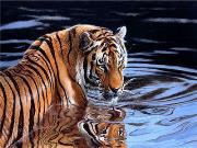 Opakowanie Diamentowa mozaika Tygrys w wodzie 60867