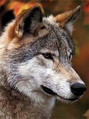 Opakowanie Diamentowa mozaika Wilk 60341