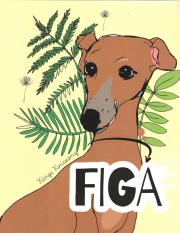 Okładka książki Figa
