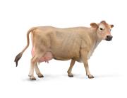 Opakowanie Jersey Cow