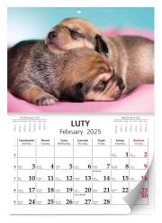 Kalendarz 2025 ścienny Lux Szczeniaki. Wydawca: Kalpol. Dadada.pl Opakowanie Kalendarz 2025 ścienny Lux Szczeniaki