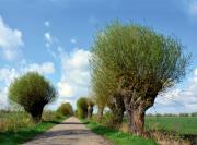 Kalendarz 2025 ścienny trójdzielny Wierzby. Wydawca: Radwan. Dadada.pl Opakowanie Kalendarz 2025 ścienny trójdzielny Wierzby