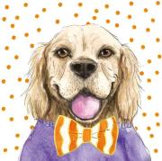 Opakowanie Karnet KW Pies pomarańcz