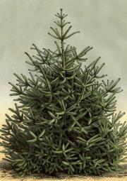 Opakowanie Karnet ST437 B6 + koperta Świerk