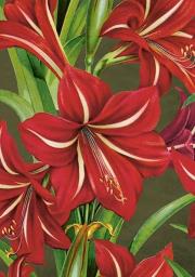 Opakowanie Karnet ST490 B6 + koperta Święta Gwiazda betlejem.