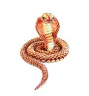 Opakowanie Kobra złota 280cm