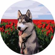 Opakowanie Malowanie po numerach okrągłe - Husky tulipany 40