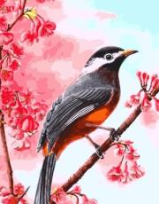 Opakowanie Malowanie po numerach - Ptak 30x40cm