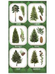 Naklejki Owoce iglastych drzew. Wydawca: Ranok-Creative. Dadada.pl Opakowanie Naklejki Owoce iglastych drzew