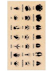 Naklejki Ślady zwierząt. Wydawca: Ranok-Creative. Dadada.pl Opakowanie Naklejki Ślady zwierząt