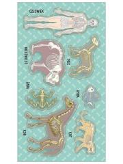 Naklejki Układy kostne (szkielety). Wydawca: Ranok-Creative. Dadada.pl Opakowanie Naklejki Układy kostne (szkielety)