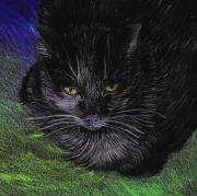 Opakowanie Notes. Koty ekologiczne