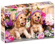 Opakowanie Puzzle 1000 Szczenięta rasy Cocker Spaniel