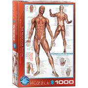 Opakowanie Puzzle 1000 The Muscular System 6000-2015