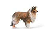 Opakowanie Rough Collie