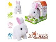 Zajączek na baterie. Wydawca: Askato. Dadada.pl Opakowanie Zajączek na baterie