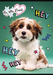 Opakowanie Zeszyt A5 16k 3-linia kolorowa MY LITTLE FRIEND mix 1szt.