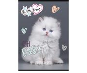 Opakowanie Zeszyt A5 16k 3-linia kolorowa my little friend mix pakiet 15 szt.