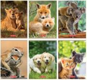 Opakowanie Zeszyt A5/16K linia podwójna Animals (20szt)