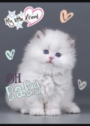 Opakowanie Zeszyt A5 32k kratka my little friend mix pakiet 15 szt.