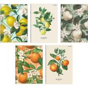 Opakowanie Zeszyt A5/60K linia Summer (10szt) TOP2000