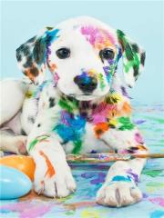 Opakowanie Diamentowa Mozaika Pies dalmatyńczyk NO-1004869