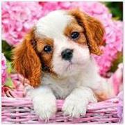 Opakowanie Diamentowa Mozaika Piesek w koszu NO-1008286