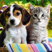 Opakowanie Diamentowa Mozaika Piesek z kotkiem NO-1005270