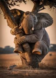 Opakowanie Diamentowa Mozaika Zwierzęta słoń na drzewie bojący się myszy NO-2003074