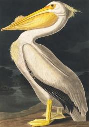 Opakowanie Karnet B6 z kopertą Biały pelikan