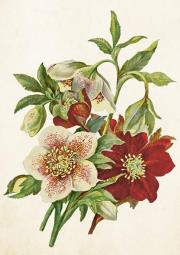 Karnet ST515 B6 + koperta Ciemiernik. Wydawca: Skona Ting. Dadada.pl Opakowanie Karnet ST515 B6 + koperta Ciemiernik