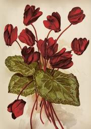 Opakowanie Karnet ST515 B6 + koperta Cyklameny