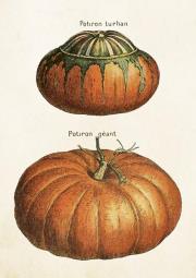 Karnet ST515 B6 + koperta Dynie. Wydawca: Skona Ting. Dadada.pl Opakowanie Karnet ST515 B6 + koperta Dynie