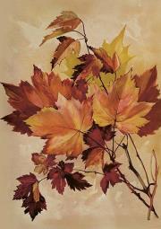 Opakowanie Karnet ST515 B6 + koperta Jesienny klon